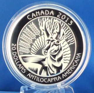 2013 Pronghorn Antelope $20 Fine Silver Coin 2nd Coin In Untamed Canada Series photo