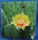 2013 Eastern Prickly Pear Cactus 25c Colored Coin Flowers Up Close Series Coins: Canada photo 6