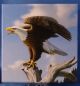 Canada 2014 Bald Eagle - Wildlife In Motion 3 - Pure Silver $100 Matte Proof Coins: Canada photo 6