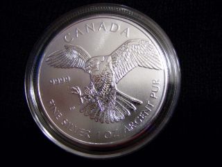 2014 Canada Peregrine Falcon 1st In (birds Of Prey) Series 1 Oz.  999 Silver Bu photo