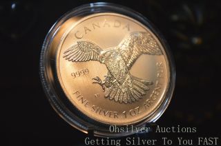 2014 Canadian Silver Peregrine Falcon 1 Troy Oz.  9999 Pure Coin 5 Dollars photo