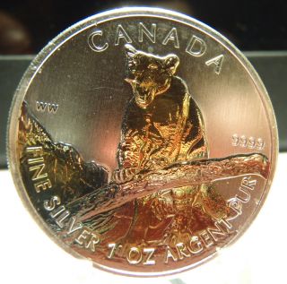 2012 Canadian Cougar,  Wildlife Series Bu Royal,  24k Gold Enhanced photo