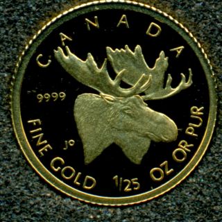 2004 Canada 1/25 Oz 99.  99% Pure Gold Coin - The Moose photo
