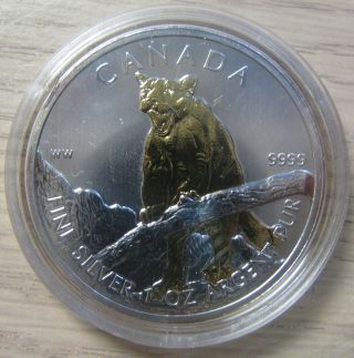 2012 Bullion $5 1oz Cougar.  9999 Silver Maple Leaf W/ Gold Plate Canada photo