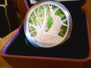 Canada 2013 1 Oz Fine Silver Coin - Canadian Maple Canopy (spring) photo