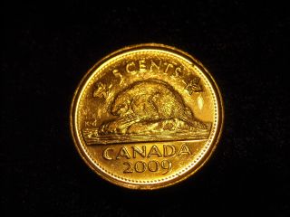 Canada 2009 Elizabeth Beaver 5 Cents Canadian Nickel Coin - Flip photo