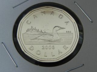 2006 Ms Unc Canadian Canada Loon Loonie One $1 Dollar No Logo photo