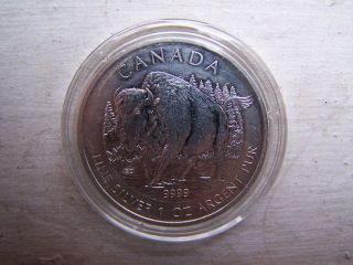 Canada,  Canadian 2013 Pure Silver 1oz Maple Leaf Coin,  Bison photo
