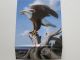 3rd $100 For $100 Silver Coin - Majestic Bald Eagle 2014 Coins: Canada photo 2