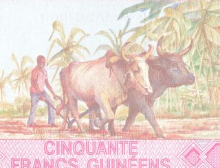 Guinea 50 Francs 1985 Unc Two Oxen Plow Ox Taureau Stier Toro photo