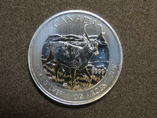 2013 1 Oz Antelope Silver Maple Leaf Coin $5 Canadian Wildlife Canada 9999 photo