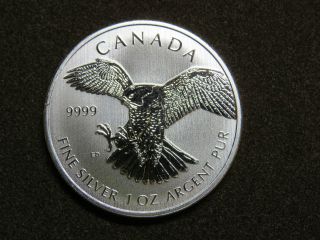 2014 1 Oz Peregrine Falcon Silver Maple Leaf Coin $5 Birds Of Prey photo