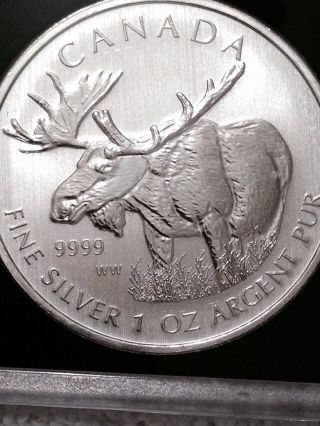 2012 Canada Moose Wildlife Series 1oz.  999 Silver Coin photo