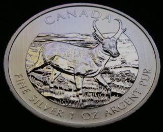 2013 - 1 Oz Canadian Antelope Fine Bullion Silver Coin (wildlife Series) photo
