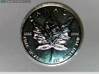 1989 Canadian Maple Leaf.  9999 Silver photo