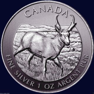2013 Pronghorn Antelope Canadian Wildlife Series 1 Oz.  9999 Pure Silver Coin photo