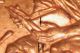 2009 Formative Years Lincoln Cent Doubled Die Reverse Extra Fingers Coins: US photo 2