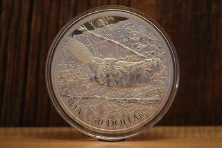 5 Oz.  Fine Silver Coin - Swimming Beaver - Mintage: 1,  500 (2014) photo