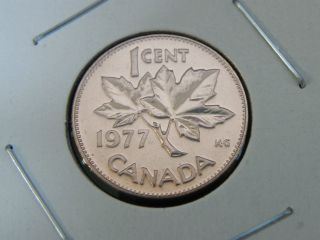 1977 Specimen Red Canadian Canada Maple Leaf Elizabeth Ii Penny One 1 Cent photo