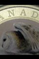 2013 Barn Owl:birds Of Canda Coin Series: Quarter / 25 Cent Coins: Canada photo 2