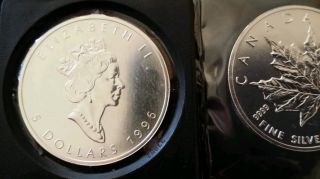 2 1996 Silver Maples And 3 1997 Silver Maples.  Gem Bu ' S photo