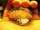 999.  9 Pure Liquid Metal Bullion Nuggets (5 Grams) Rarer Than Gold Or Platinum Gold photo 1