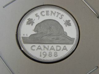 1988 Proof Canadian Canada Beaver Nickel Five 5 Cent Heavy Cameo photo