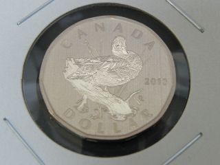 2013 Specimen Unc Canadian Canada Blue - Winged Teal Loonie One $1 Dollar photo