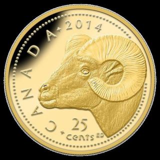 2014 Fine Gold Coin 0.  5g Rocky Mountain Bighorn Sheep Rcm Only 10000 photo