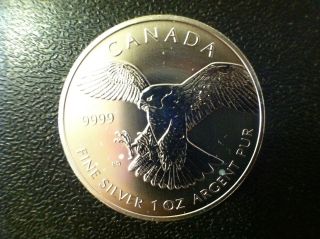 2014 $5 Canadian Peregrine Falcon 1 Troy Oz.  9999 Silver Round - Tiny Spots 001 photo