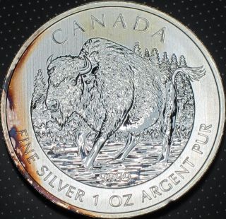 2013 Canada Wood Bison Buffalo 1oz.  9999 Fine Pure Silver Toned Wildlife Series photo