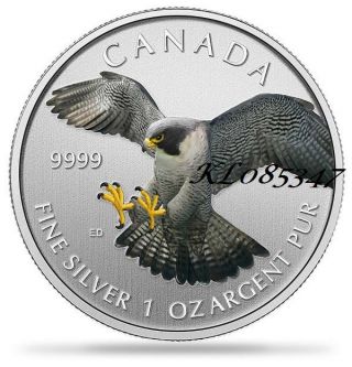 2014 1 Oz Fine Silver Canadian Peregrine Falcon Colorized Coin - Ready To Ship photo