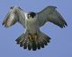 2014 1 Oz Fine Silver Canadian Peregrine Falcon Colorized Coin - Ready To Ship Silver photo 2