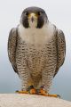 2014 1 Oz Fine Silver Canadian Peregrine Falcon Colorized Coin - Ready To Ship Silver photo 5