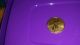 2013 1/10 Oz 22k Gold 5dallars American Eagle Coin Gold photo 1