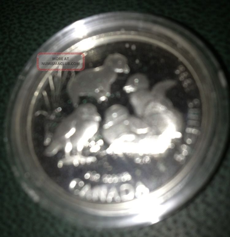 Canada 1996 St.  Silver Little Wild Ones Half Dollar/fifty Cent Coin Elizabeth Ii Coins: Canada photo