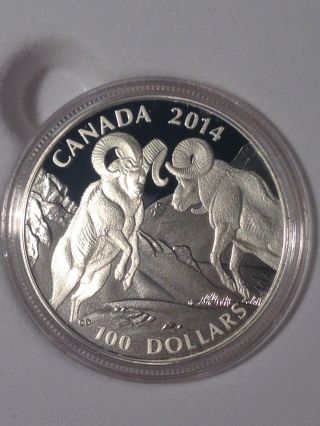 2014 Rcm $100 1oz.  9999 Fine Silver Coin - Bighorn Sheep | In Hand photo