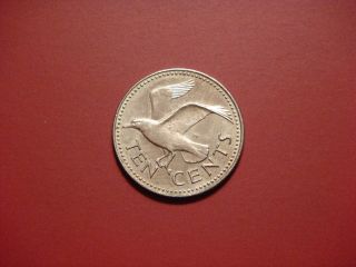Barbados 10 Cents,  1984 Coin.  Seagull photo