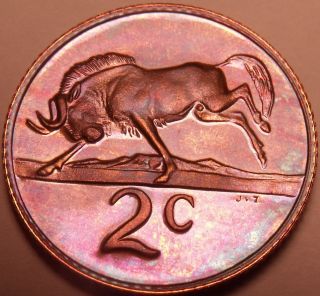 Rare Proof South Africa 1976 2 Cents Only 7,  000 Ever Minted Black Wildebeest F/s photo