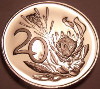 Rare Proof South Africa 1980 20 Cents Only 5,  000 Ever Minted Protea Flower Fr/sh photo