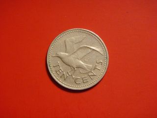 Barbados 10 Cents,  1973 Coin.  Sea Gull,  Bird Coin photo