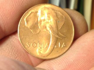 1950 Somalia 1 Centesimo Uncirculated Copper Coin Italy Elephant,  Animal Coin photo