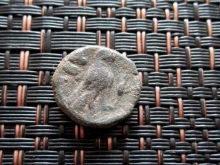 Ancient Greek Bronze Coin Unknown Bird Very Interesting / 14mm photo