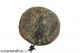 Rare Ptolemy V Epiphanes Coin Ae 11 Coins: Ancient photo 1