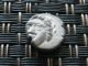 Thrace,  Apollonia Pontika Greek Silver Coin Ar Diobol 400 - 350 Bc Coins: Ancient photo 1