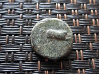 Maroneia 400 Bc Ancient Greek Coin Horse Grapes / 14mm photo