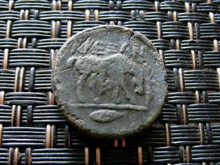 Alexandria Troas 300 - 200 Bc Head Of Apollo / Horse Grazing Ancient Greek Coin photo
