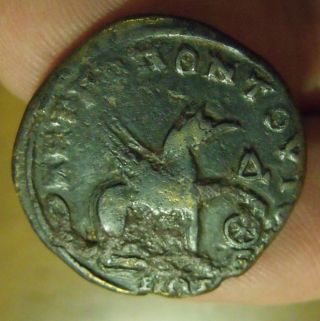 Rare Griffin,  Ancient Roman Ae26,  Severus Alexander,  10.  72g,  222 - 35 Ad,  Tomis photo