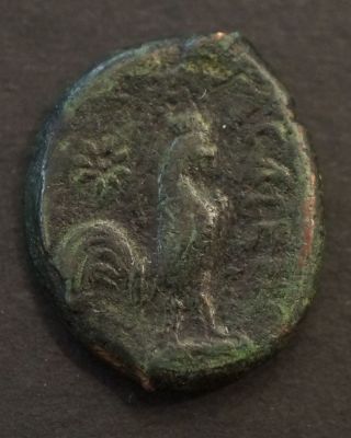 Ancient Greek Coin: Campania,  Cales; Athena Left/ Caleno,  Cock Standing Right photo