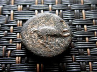 Maroneia 400 Bc Ancient Greek Coin Horse Grapes / 14mm photo